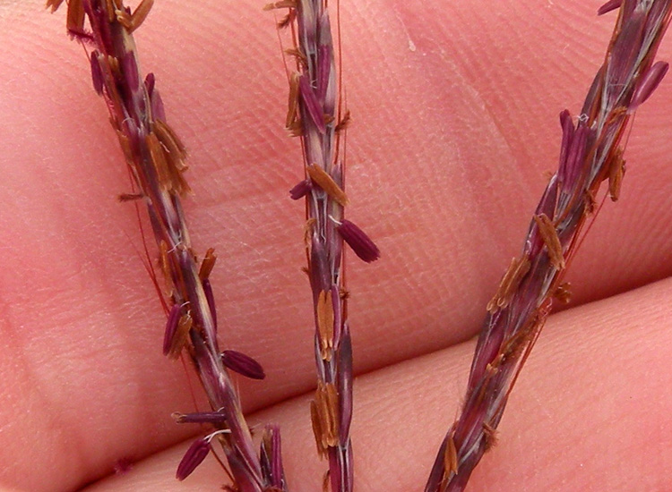 Bothriochloa ischaemum / Barboncino digitato